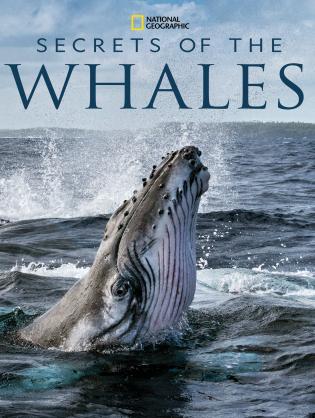 Bí Ẩn Của Loài Cá Voi - Secrets of the Whales (2021)